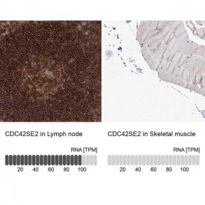 Anti-CDC42SE2 antibody produced in rabbit 