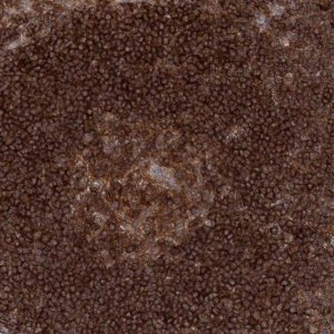 Anti-CDC42SE2 antibody produced in rabbit 