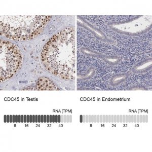 ANTI-CDC45 antibody produced in rabbit 