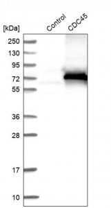 ANTI-CDC45 antibody produced in rabbit 