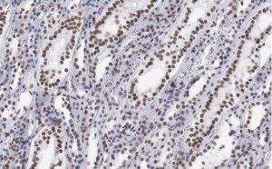 Anti-CDC5L Antibody, clone 4F8 ZooMAb Rabbit Monoclonal 