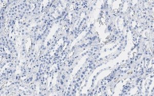 Anti-CDC5L Antibody, clone 4F8 ZooMAb Rabbit Monoclonal 