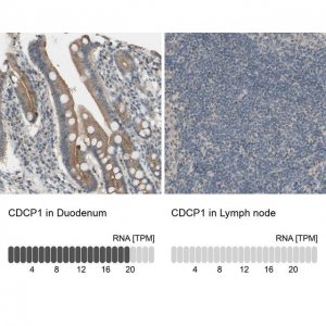 Anti-CDCP1 antibody produced in rabbit 