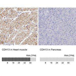 Anti-CDH13 antibody produced in rabbit HPA001380-100UL