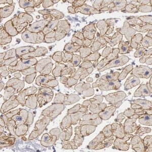 Anti-CDH13 antibody produced in rabbit HPA001380-100UL