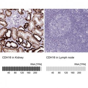 Anti-CDH16 antibody produced in rabbit 