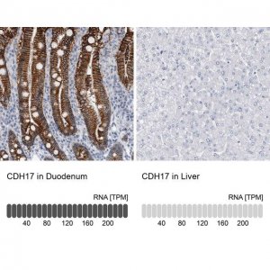 Anti-CDH17 antibody produced in rabbit 