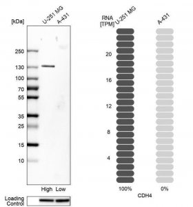 Anti-CDH4 antibody produced in rabbit 