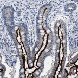 Anti-CDHR2 antibody produced in rabbit 