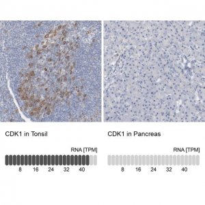 Anti-CDK1 antibody produced in rabbit 