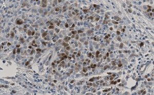 Anti-CDK1/CDC2 Antibody, clone 1J8 ZooMAb Rabbit Monoclonal 