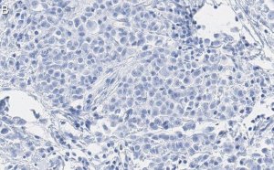 Anti-CDK1/CDC2 Antibody, clone 1J8 ZooMAb Rabbit Monoclonal 