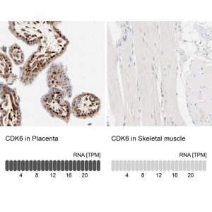 Anti-CDK6 antibody produced in rabbit 
