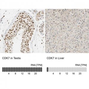 Anti-CDK7 antibody produced in rabbit 