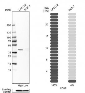 Anti-CDK7 antibody produced in rabbit 