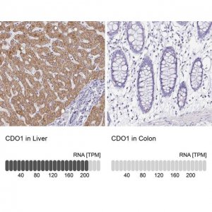 Anti-CDO1 antibody produced in rabbit 