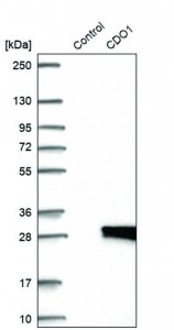 Anti-CDO1 antibody produced in rabbit 