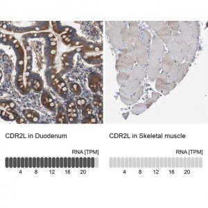 Anti-CDR2L antibody produced in rabbit 