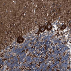 Anti-CDR2L antibody produced in rabbit 
