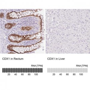 Anti-CDX1 antibody produced in rabbit 
