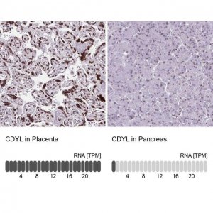 Anti-CDYL antibody produced in rabbit 