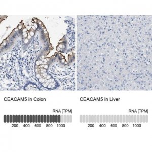 Anti-CEACAM5 antibody produced in rabbit 