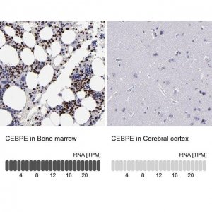 Anti-CEBPE antibody produced in rabbit 