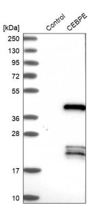 Anti-CEBPE antibody produced in rabbit 