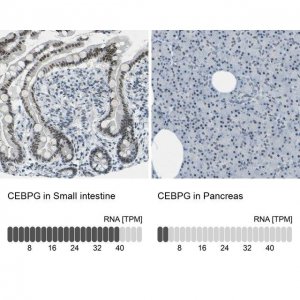 Anti-CEBPG antibody produced in rabbit 