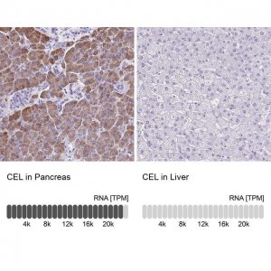 Anti-CEL antibody produced in rabbit 