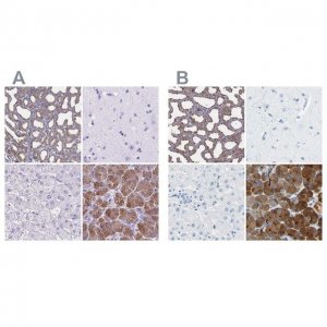 Anti-CEL antibody produced in rabbit 