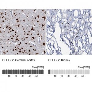 Anti-CELF2 antibody produced in rabbit 