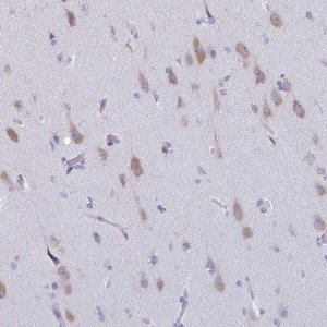 Anti-CELF5 antibody produced in rabbit 