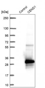 Anti-CEND1 antibody produced in rabbit 