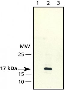 Anti-CENP-A antibody produced in rabbit 