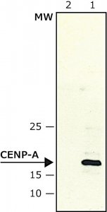 Anti-CENP-A antibody produced in rabbit 