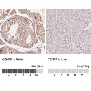 Anti-CENPF 