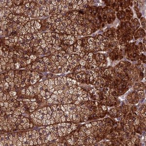 Anti-CENPL antibody produced in rabbit 