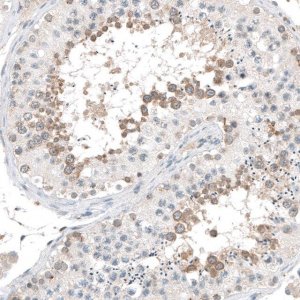 Anti-CEP131 antibody produced in rabbit 