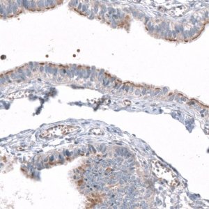 Anti-CEP131 antibody produced in rabbit 