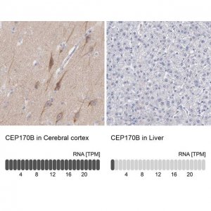 Anti-CEP170B antibody produced in rabbit 