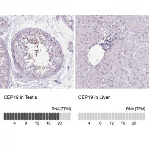 Anti-CEP19 antibody produced in rabbit 