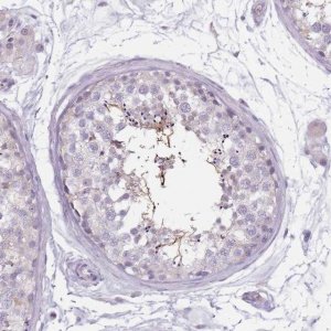 Anti-CEP19 antibody produced in rabbit 