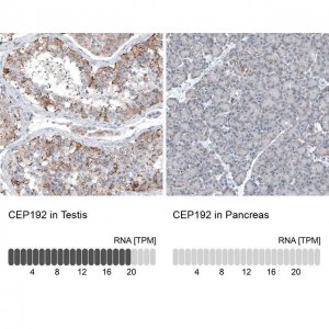 Anti-CEP192 antibody produced in rabbit 