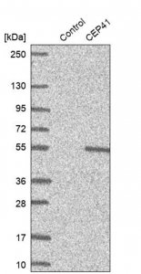 Anti-CEP41 antibody produced in rabbit 