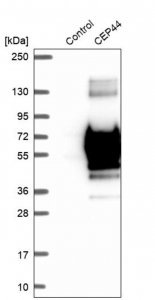 Anti-CEP44 antibody produced in rabbit 
