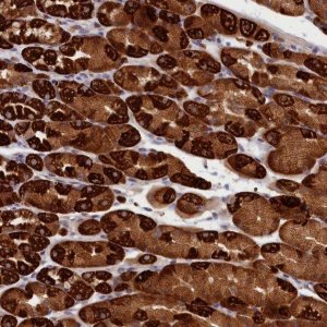 Anti-CEP44 antibody produced in rabbit 