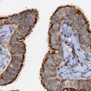 Anti-CEP68 antibody produced in rabbit 