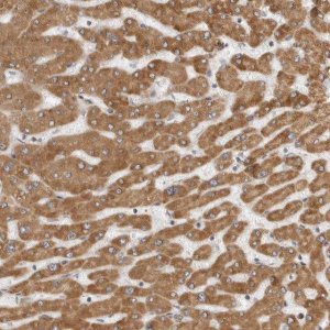 Anti-CERS2 antibody produced in rabbit 