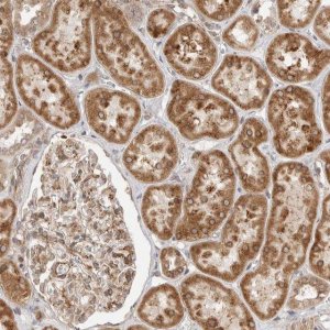 Anti-CERS2 antibody produced in rabbit 